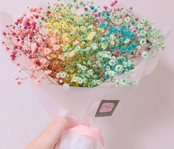 عکس گل ژیپسوفیلا رنگی
