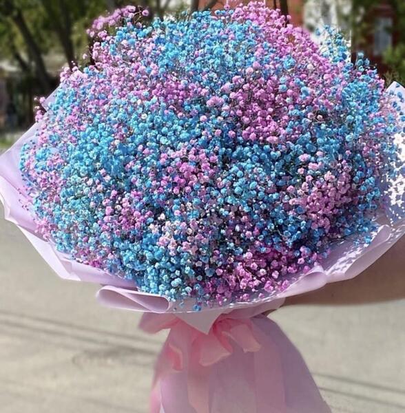 عکس گل ژیپسوفیلا رنگی