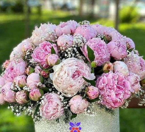عکس گل ژیپسوفیلا رنگی