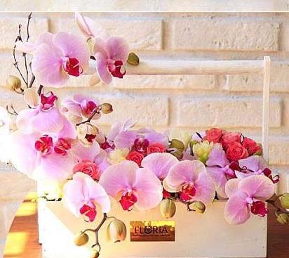 عکس گل ژیپسوفیلا رنگی