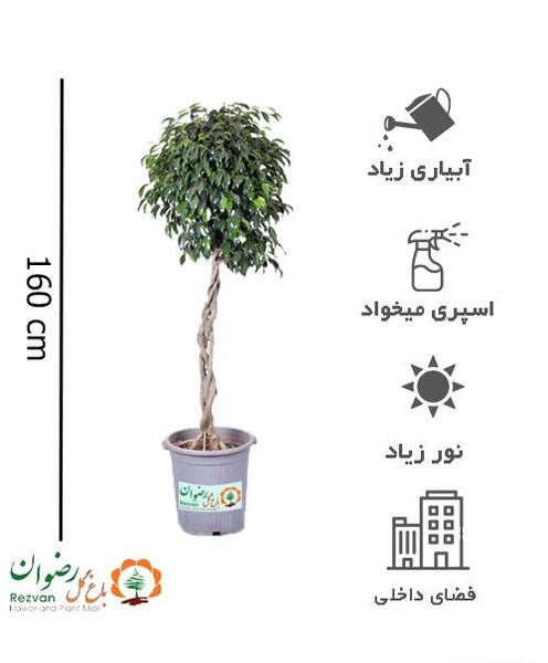 عکس گل حسن یوسف تایلندی
