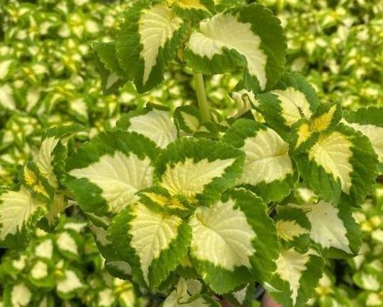 عکس گل حسن یوسف تایلندی