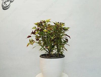 عکس گل حسن یوسف تایلندی