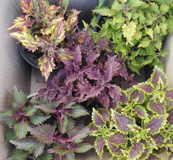 عکس گل حسن یوسف تایلندی