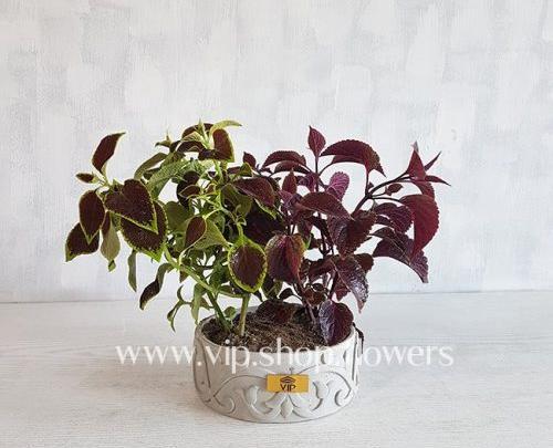 عکس گل حسن یوسف تایلندی