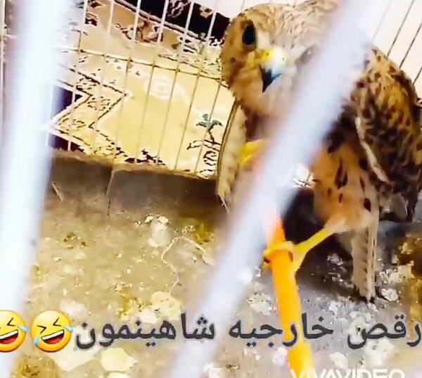 عکس پدر لوفی