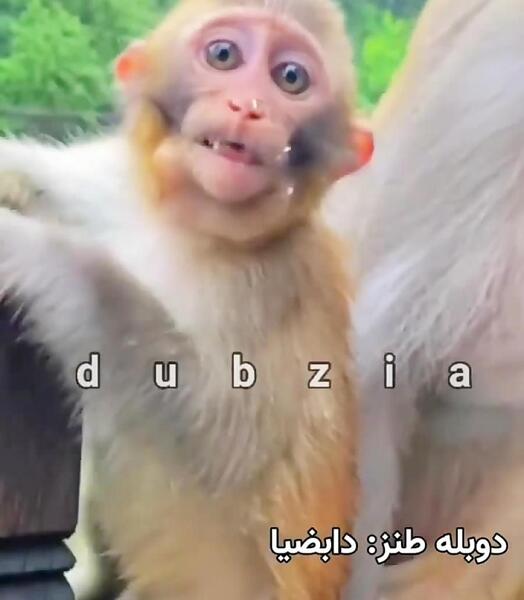 عکس ماشین جیپ شهباز