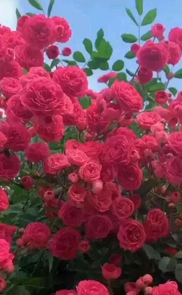 عکس گل زیبا جدید