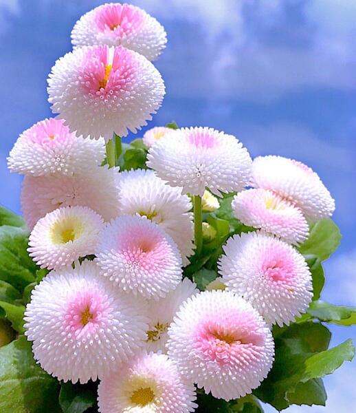 عکس گل زیبا جدید