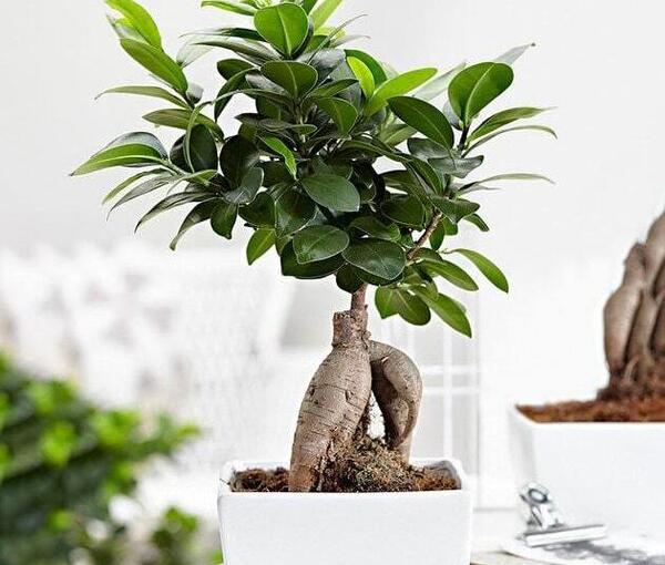 عکس گل های گران قیمت