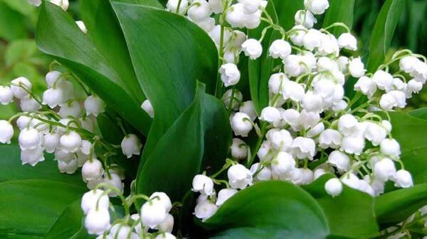 عکس گل های گران قیمت
