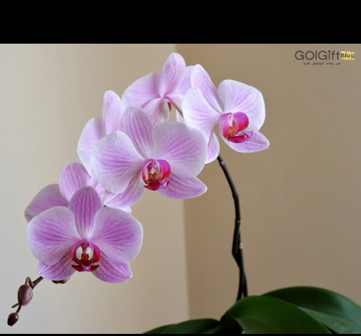 عکس گل های گران قیمت
