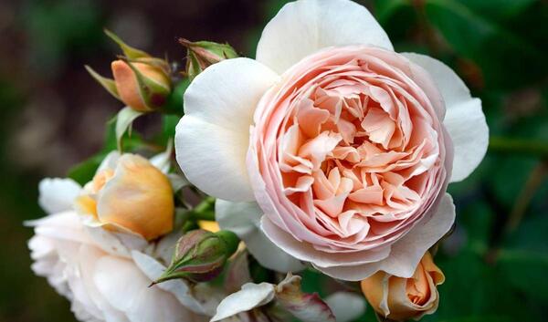 عکس گل های گران قیمت