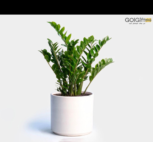 عکس گل های گران قیمت
