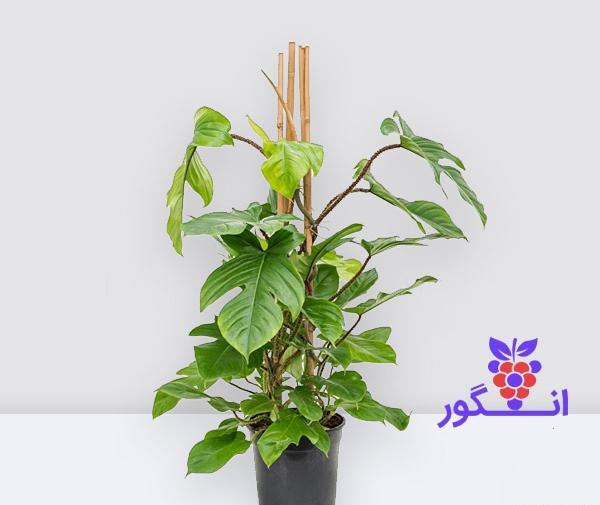 عکس گل فیلودندرون