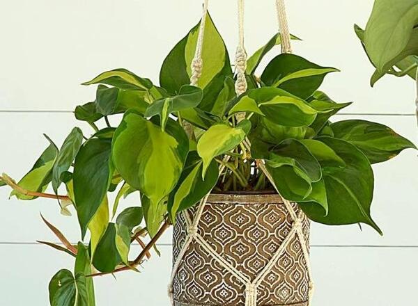 عکس گل فیلودندرون