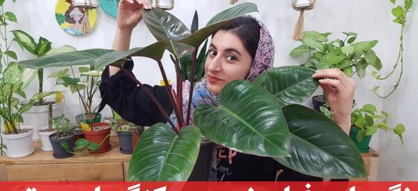 عکس گل فیلودندرون