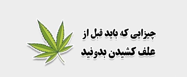 عکس گل چتی