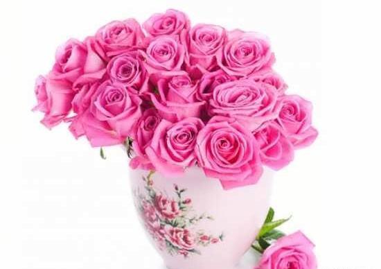 عکس رز مشکی برای پروفایل