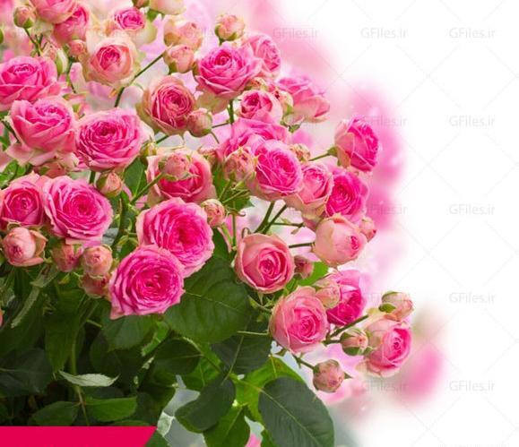 عکس گل ژیپسوفیلا قرمز