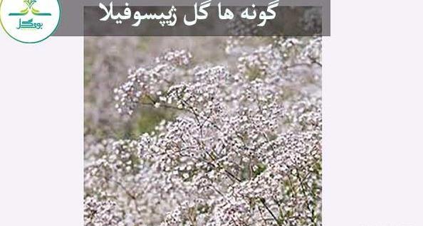 عکس گل ژیپسوفیلا قرمز