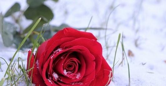 عکس گل زمستانی برای پروفایل