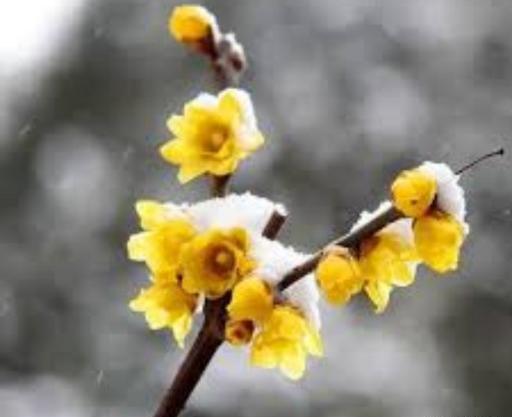 عکس گل یخ واقعی