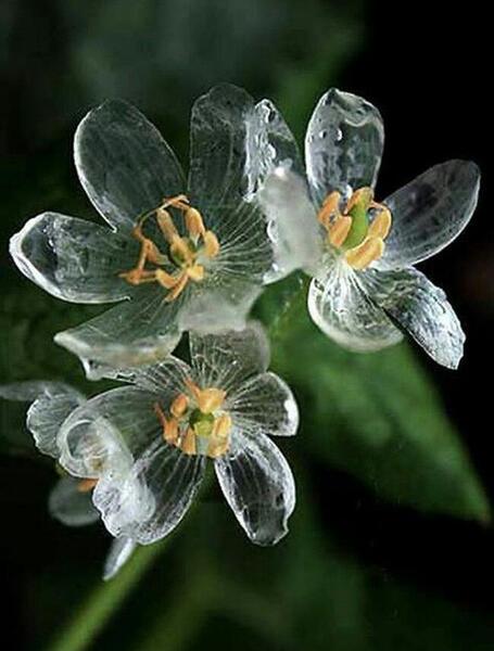 عکس گل یخ واقعی