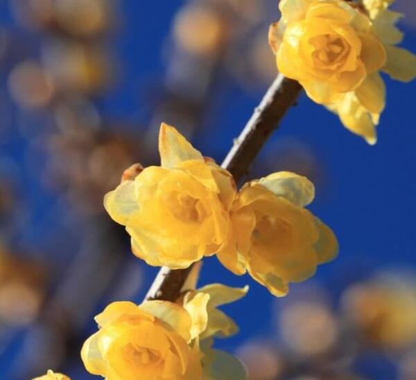 عکس گل یخ واقعی
