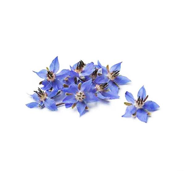 عکس گل گاو زبان