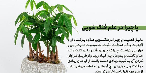 عکس گل پاچیرا