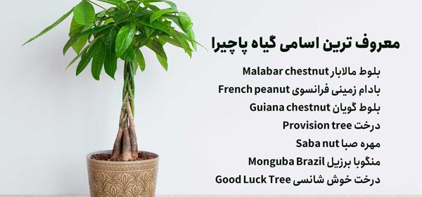 عکس گل پاچیرا