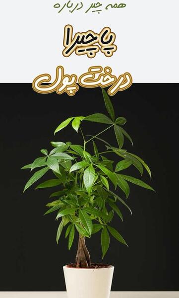 عکس گل پاچیرا