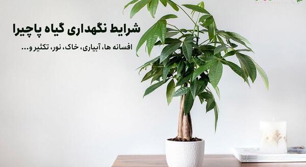 عکس گل پاچیرا
