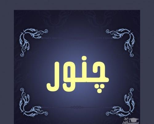 عکس گل چنور