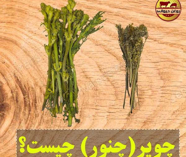 عکس گل چنور