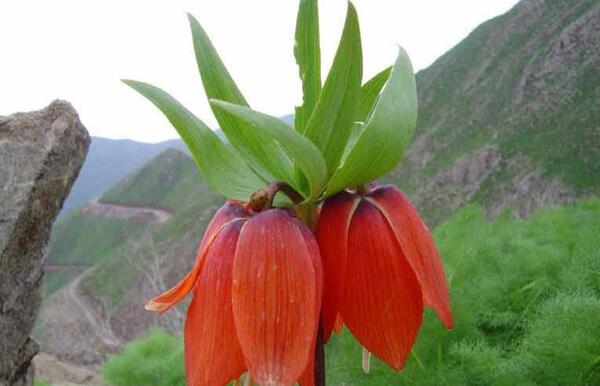 عکس گل چنور