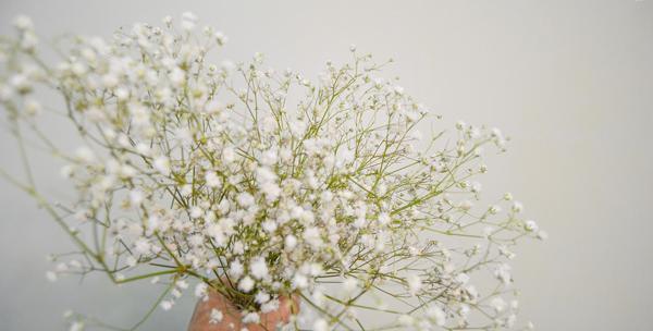 عکس گل ژیپسوفیلا بنفش
