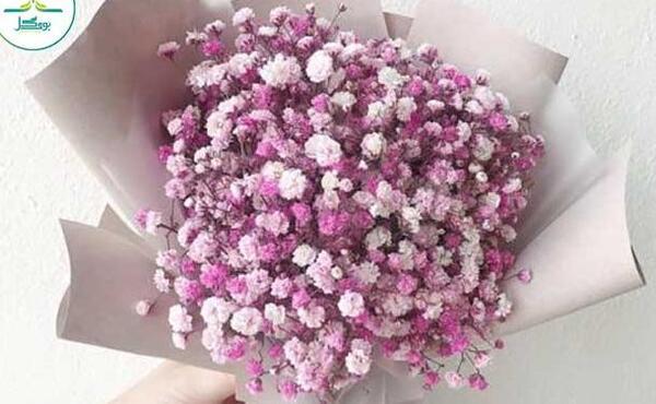 عکس گل ژیپسوفیلا بنفش