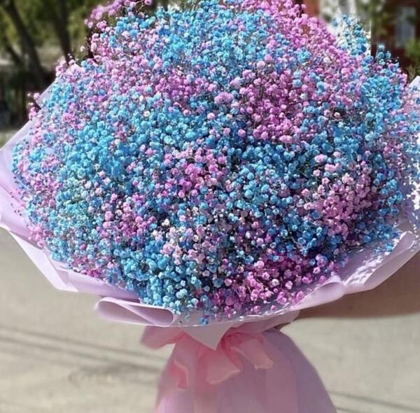 عکس گل ژیپسوفیلا بنفش