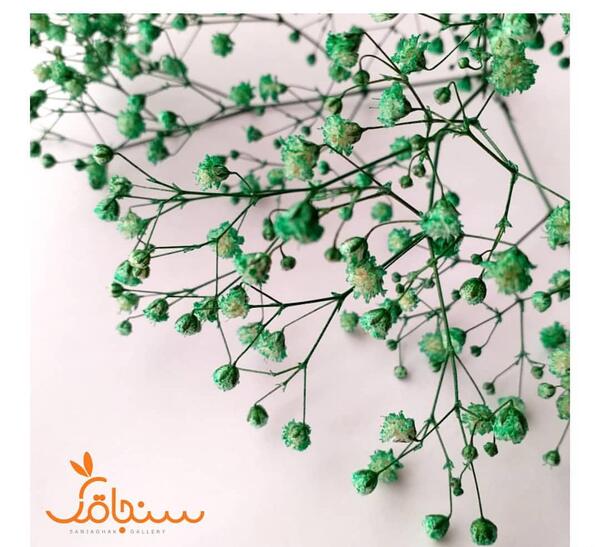 عکس گل ژیپسوفیلا بنفش