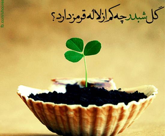 عکس گل شبدر