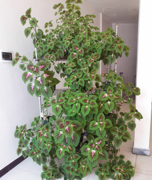 عکس گل حسن یوسف بزرگ