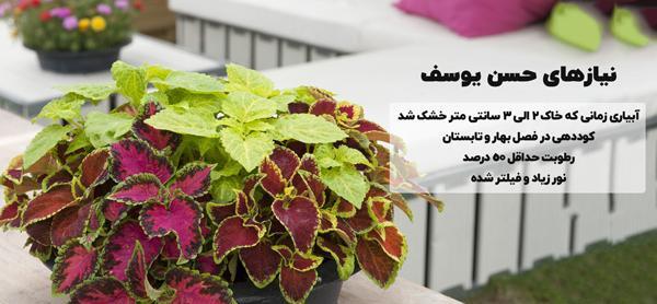 عکس گل حسن یوسف بزرگ