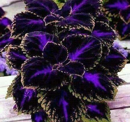 عکس گل حسن یوسف بزرگ