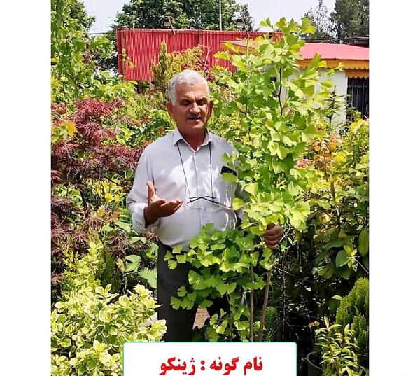 عکس گل ژینکو