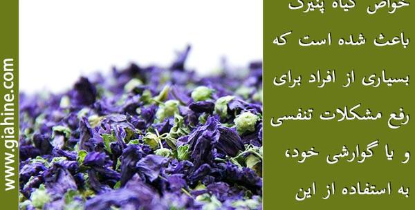 عکس گل پنیرک خشک شده