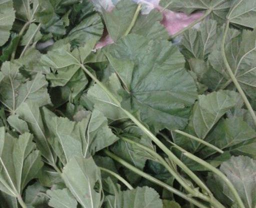 عکس گل پنیرک خشک شده