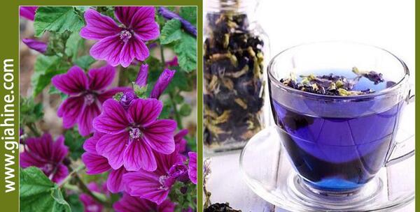 عکس گل پنیرک خشک شده