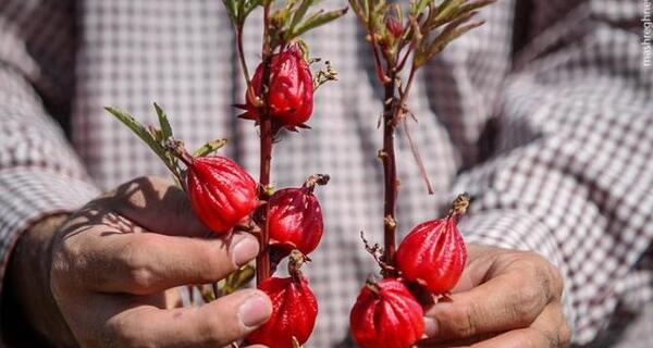 عکس گل چای ترش